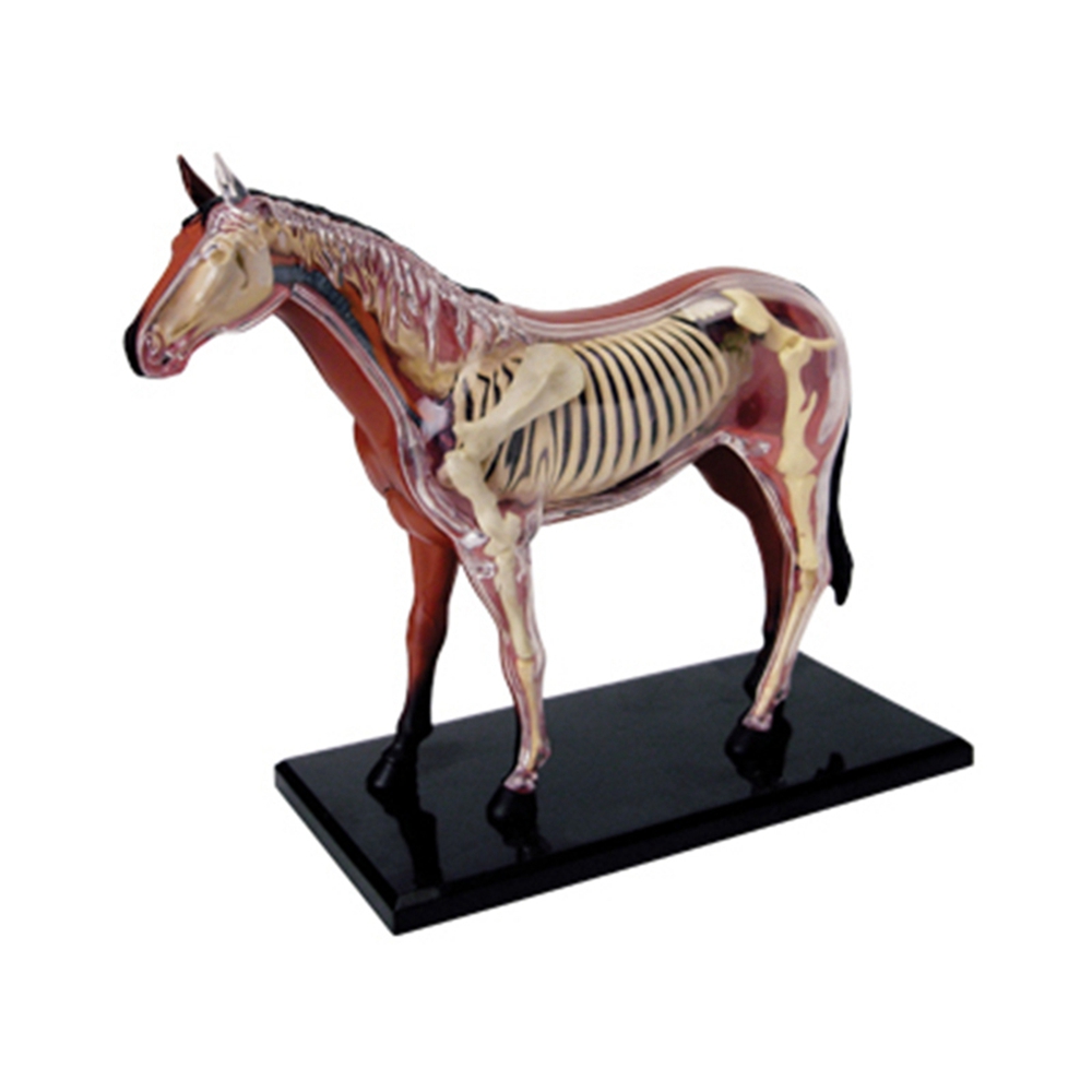 Science Diy Model - Modello di anatomia dell'organo animale 4D